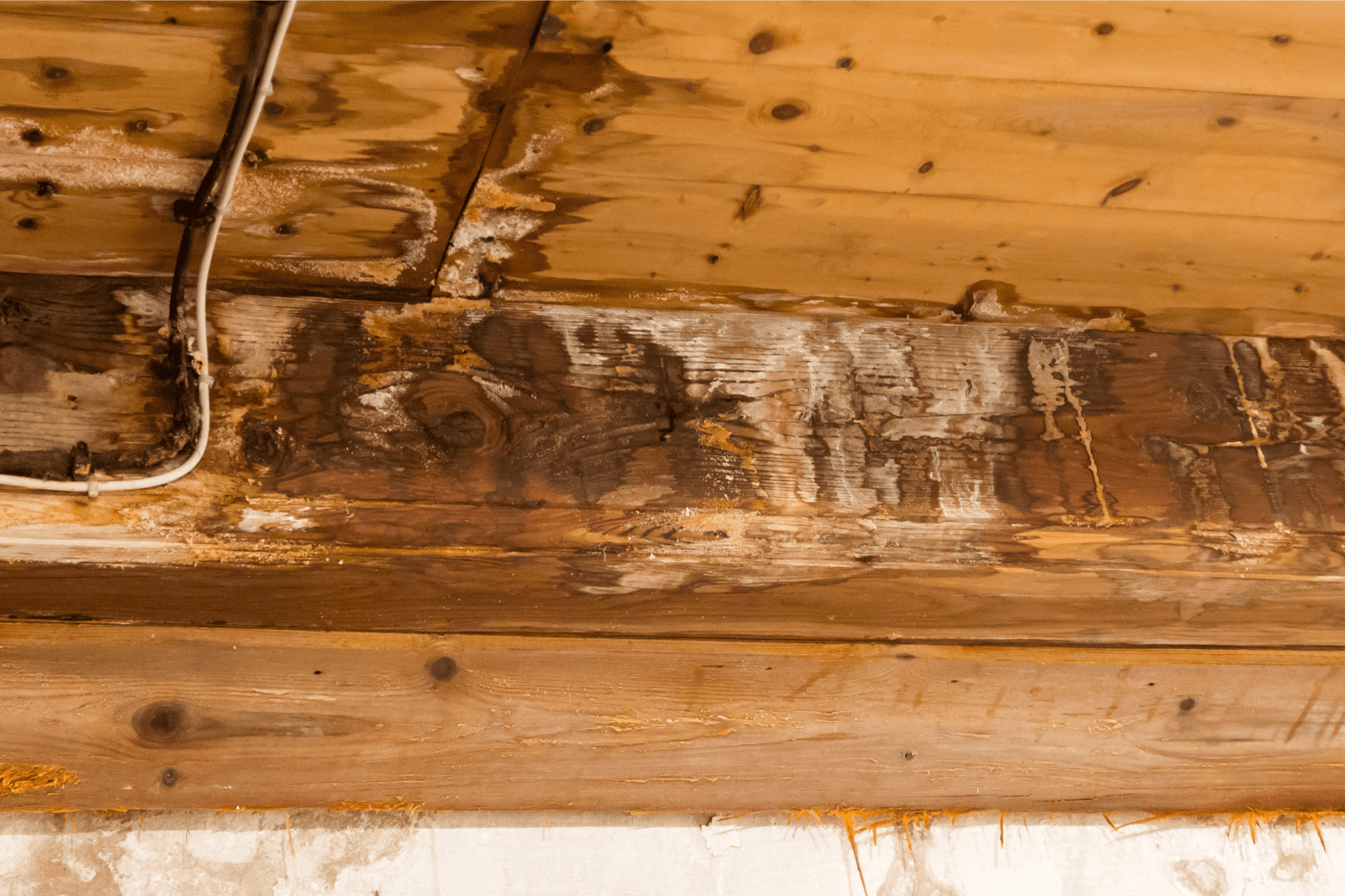 Preventing Wood Rot and Damage in Commercial Carpentry